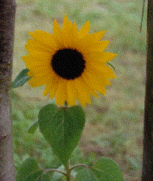 Websafe sunflower